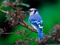 Sonidos-de-la-naturaleza.jpg
