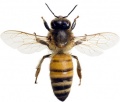 Abeja.jpg